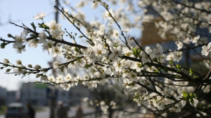 Слънце преди обяд дъжд на места следобед