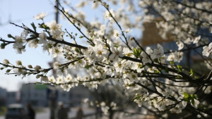 Слънце преди обяд дъжд на места следобед