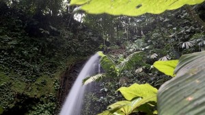 Учени откриха нов вид стъклена жаба