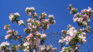 Слънчево и топло до края на месеца