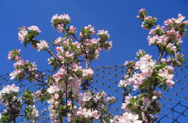 Слънчево и топло до края на месеца