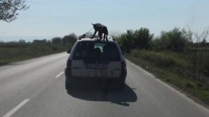 Установиха самоличността на мъж возил на тавана на колата си