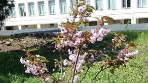 Цъфнаха японските вишни в двора на Спортния комплекс на МУПлевен