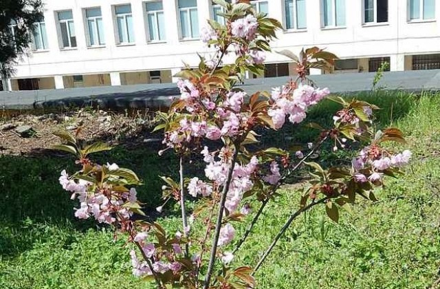 Цъфнаха японските вишни в двора на Спортния комплекс на МУ-Плевен