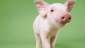 Учени присадиха изкуствен бял дроб на прасе