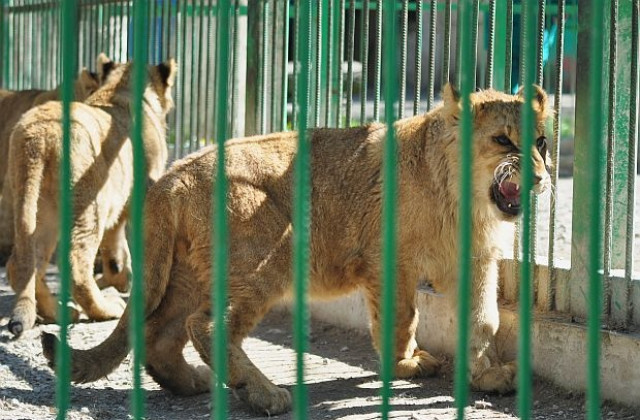 Кръстиха разградските лъвчета на царете Асен, Петър и Калоян