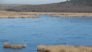 Още четири пеликана са намерени мъртви в резервата Сребърна