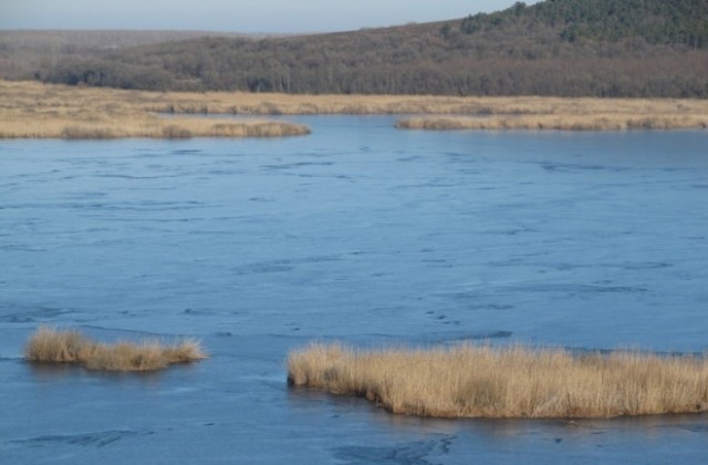 Още четири пеликана са намерени мъртви в резервата „Сребърна”