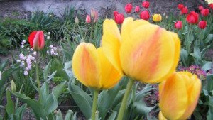 Температурите скачат до 28 градуса във Варна ще е похладно