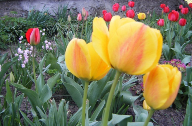 Температурите скачат до 28 градуса, във Варна ще е по-хладно