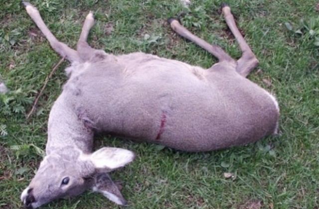 Арестуваха бракониери, избивали сърни в тревненско