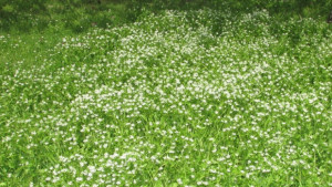 В Г Оряховица започва пръскането срещу кърлежи