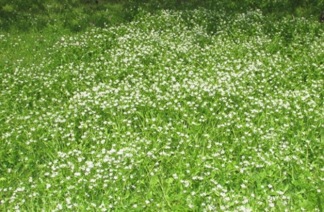 В Г. Оряховица започва пръскането срещу кърлежи