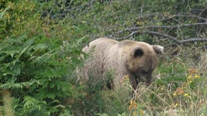 Мечките в Родопите се събудиха регистрирани са първи щети