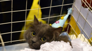 Продължава записването за участие в Карнавалревюто на котки