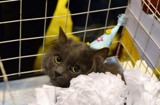 Продължава записването за участие в Карнавал-ревюто на котки