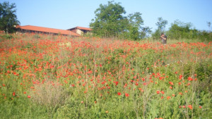 Очакват ни валежи и похладно време през май