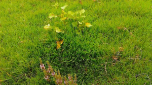 Преваляванията спират слънчево и тихо