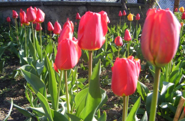 Лято по Гергьовден