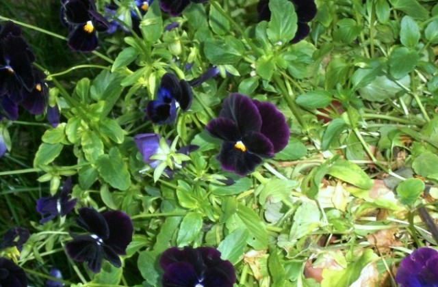 Прогноза за времето на 4 май, понеделник