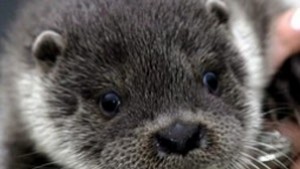 Почти 12 000 подписа в петицията срещу ферма за норки