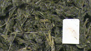 Иззеха марихуана на Кулата