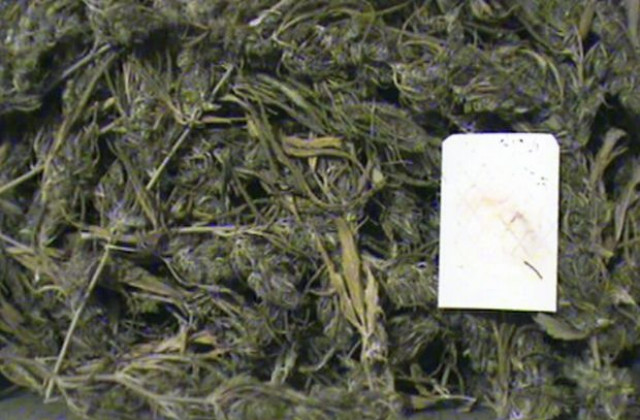 Иззеха марихуана на Кулата