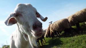 Агнешки курбан и обредни хлябове за празника на Св Георги