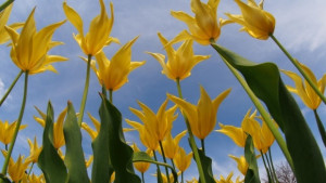 До 30 градуса на Гергьовден във Варна ще е похладно