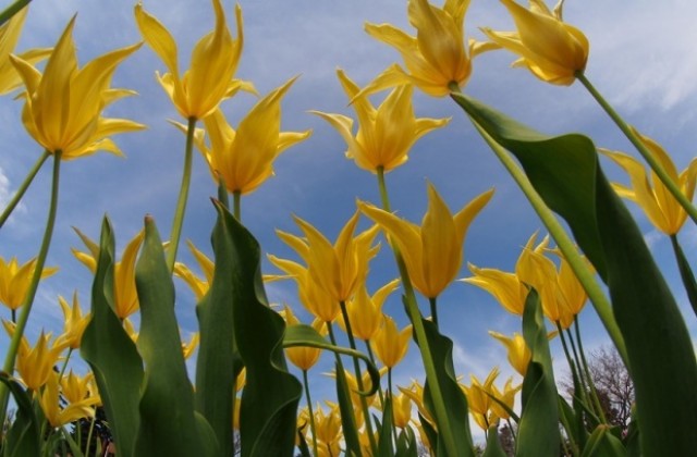 До 30 градуса на Гергьовден, във Варна ще е по-хладно