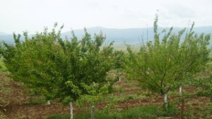 Пръскат черешови масиви с хеликоптер атакуват листогризещи гъсеници