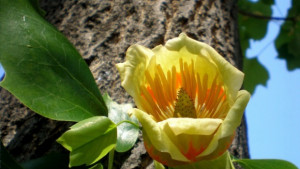 Отново вандализъм в парк Розариум