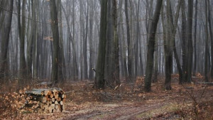 Вадят повече от 50 имота от горския фонд