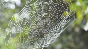 Учени разработват паяжина която да издържи падащ самолет