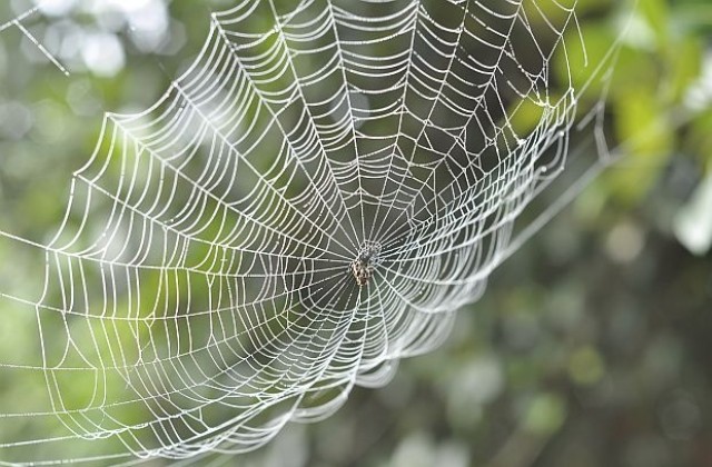 Учени разработват паяжина, която да издържи падащ самолет