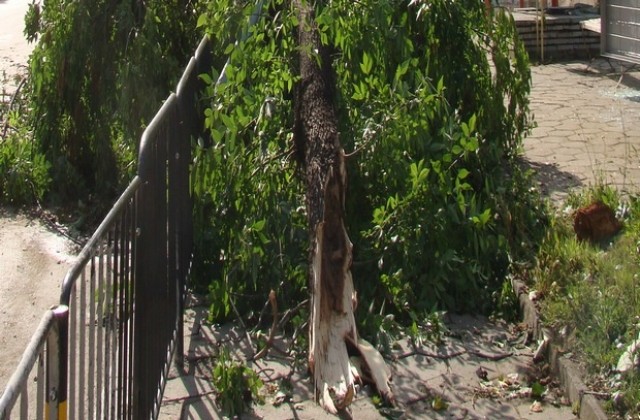 Над сто паднали дървета след бурята в Симеоновград