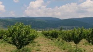 Време е за пръскане на ябълковите дръвчета