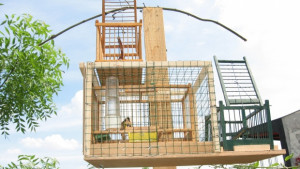 Иззети са капани за незаконен улов на птици в Русе