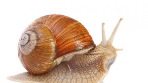 16 пункта за изкупуване на охлюви са заявени в РИОСВРусе