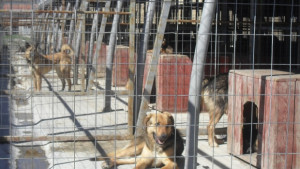 Бум на бездомни кучета в крайните квартали кучкарникът продължава да