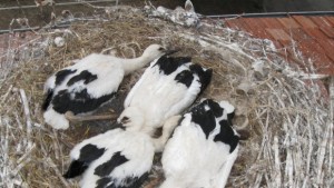 Фестивал на Белия щъркел празнуват в Белозем