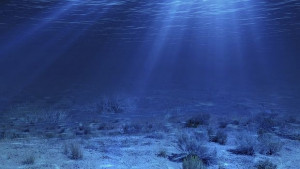 Коя риба е топлокръвна