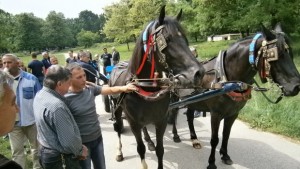 Атрактивна изложба на породата Дунавски кон се провежда в Кайлъка