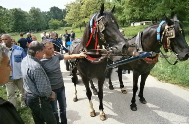 Атрактивна изложба на породата Дунавски кон се провежда в Кайлъка
