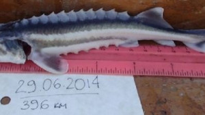 WWF показва в Русе редки риби