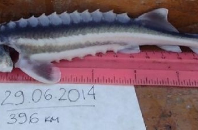 WWF показва в Русе редки риби