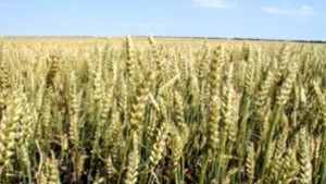Над 3000 декара посеви с пшеница и ечемик ще бъдат