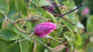 Розоберът в Карлово и Сопот започна при изкупна цена 220250