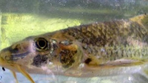 WWF показва редки риби във В Търново