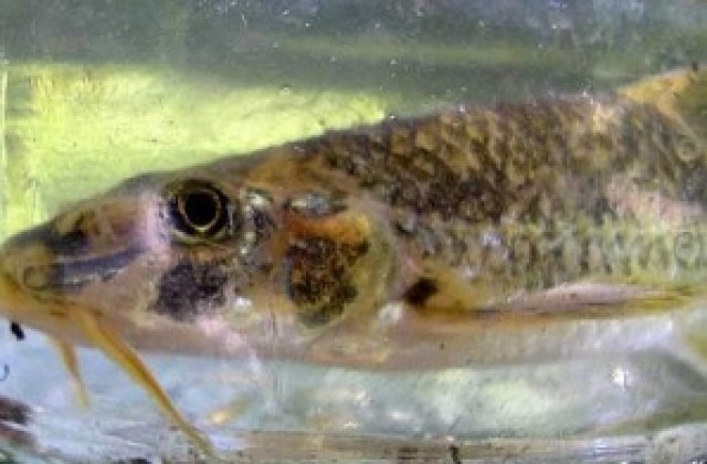 WWF показва редки риби във В. Търново